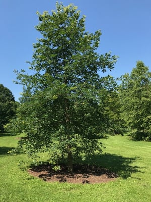 Nancys Tree
