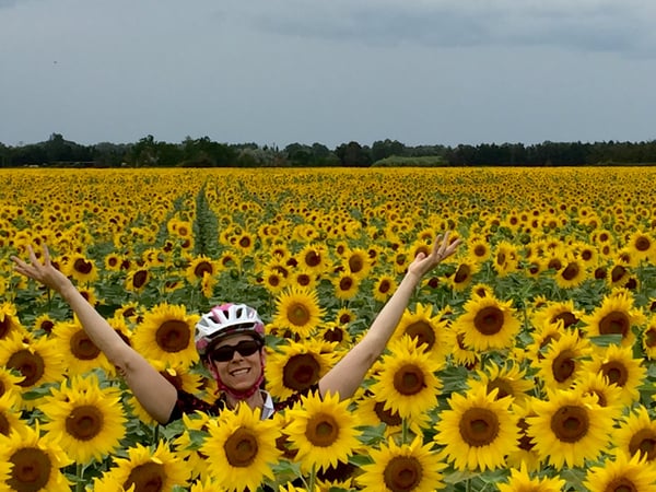 Sunflowers