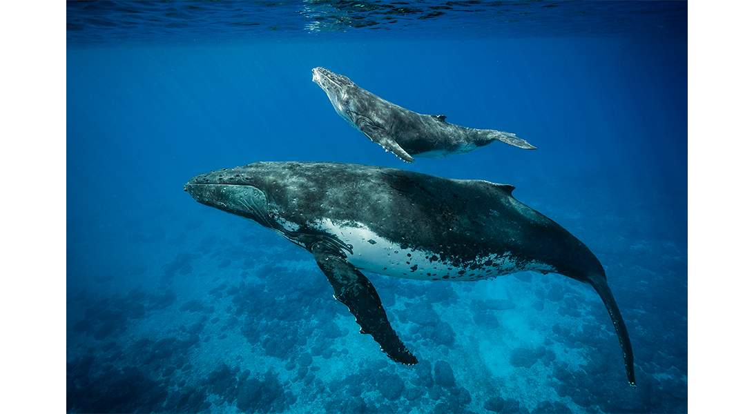 humback-whale-and-calf-brian-skerry